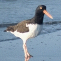 Oystercatcher