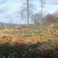 More trees for the chop 002