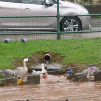 The day after the storm 006