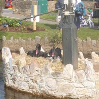 the new cygnets 2016 009