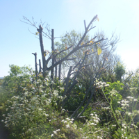 Why have these been cut 002