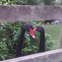 Dawlish Black Swans