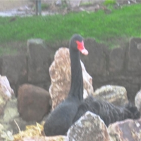 a walk around on saturday afternoon 003