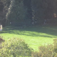 Contractors cutting hedges and low slung branches into stream today