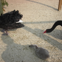 Famous Black Swans 003
