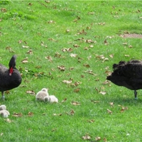 New cygnet's on The Lawn today - 13 08 2017