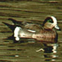 Widgeon