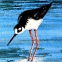 Avocet