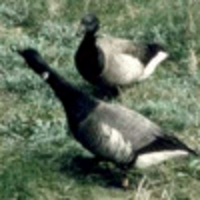 Brent-Geese