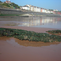 Dawlish Beach in Autum 012