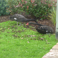 Sunday Sept 10th 2017 004