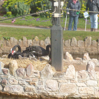 The new cygnets 2016 005