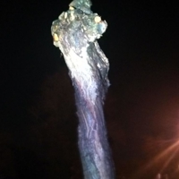 Weeping willow - Dawlis, along The Brook