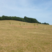 A taste of the Country Park at Port Road 011