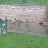 Dawlish Brook 30th December 2015 007