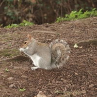Manor-Squirrel-25381
