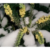 DPgKvoDVRjAisuc-172x172-cropped