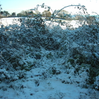 Christmas Market 2010 076