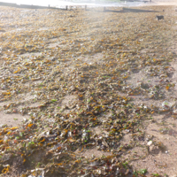 A sunny morning in December 2016 005