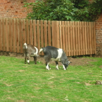 Powderham Castle 016