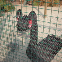 Famous Black Swans 002