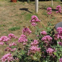 Humming bird moth pics back garden