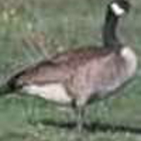 Barnacle-Goose-2