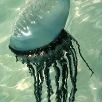 portuguese-man-o-war-25792