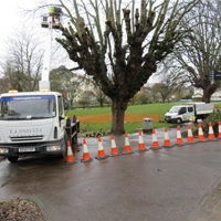 The Lawn - proud tree gets the council short back and side treatment for the Summer.