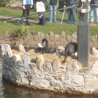 The new cygnets 2016 003