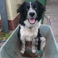 Owner fears missing collie Taz may now have been stolen
