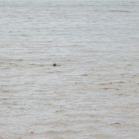 sea lion dawlish 030816