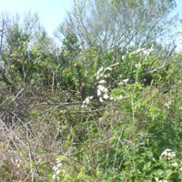 Why have these been cut 004