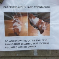 'Found cat' notice seen today Teignmouth, by the New Quay Inn. 