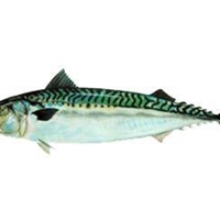 Mackerel