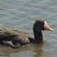 Lesser-White-Fronted-Goose-2