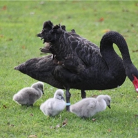 New cygnets on The Lawn today 16 11 17 pics.