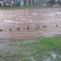 Dawlish Brook 30th December 2015 009