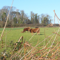 Sunny January morning