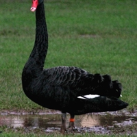 Black-Swan-25383