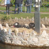 The new cygnets 2016 001