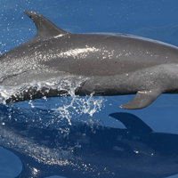 dolphin