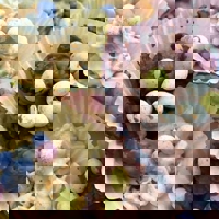 17796497_10155235545031584_4619839114815793006_n-1