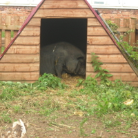 Powderham Castle 015