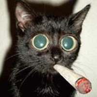 Pubs-plan-to-tear-up-their-menus-25189