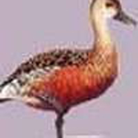 Whistling-Duck-2