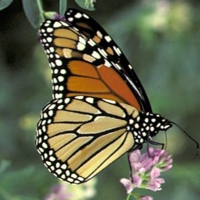 Monarch-Butterfly-25493