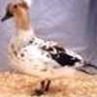 Crested-Duck-1