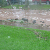 Dawlish Brook 30th December 2015 013
