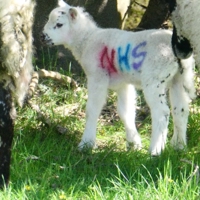 SAY IT WITH A EWE